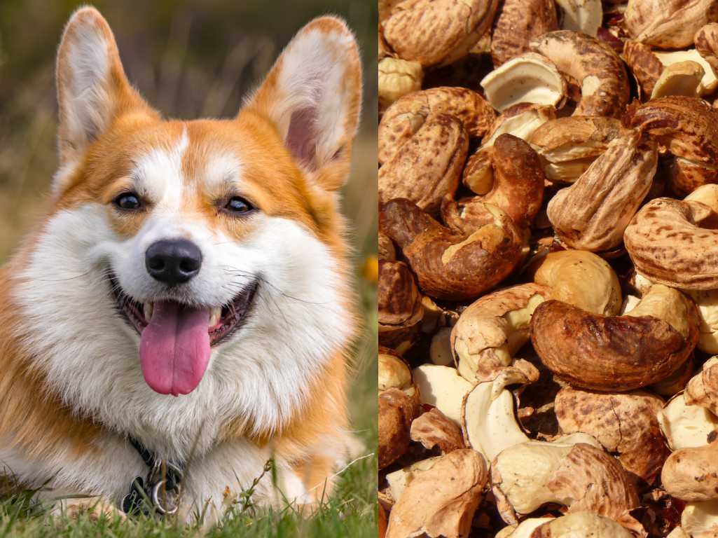 are cashews safe for a dog to eat
