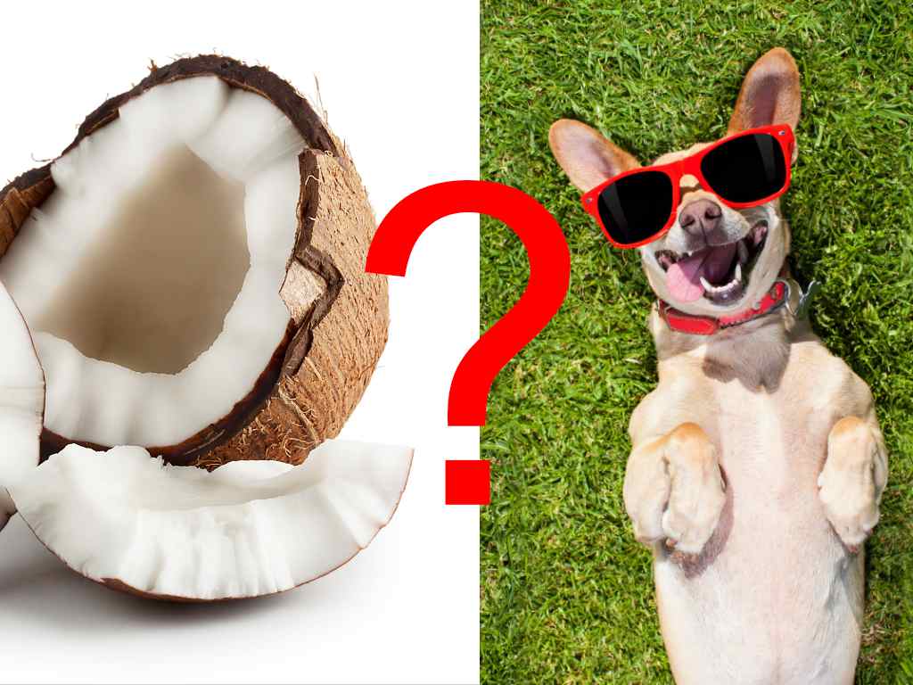 a coconut and a dog