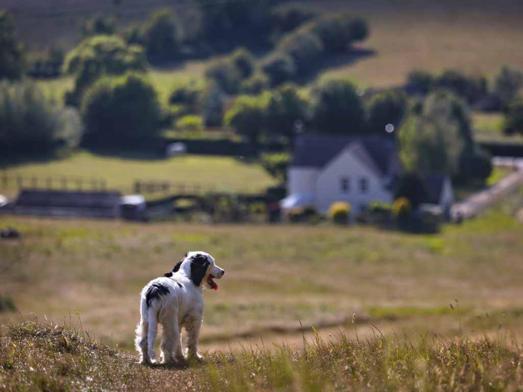 Dog at a farm field